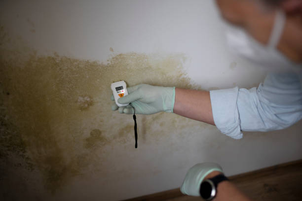 Professional Mold Inspection, Removal & Remediation in Paducah, KY